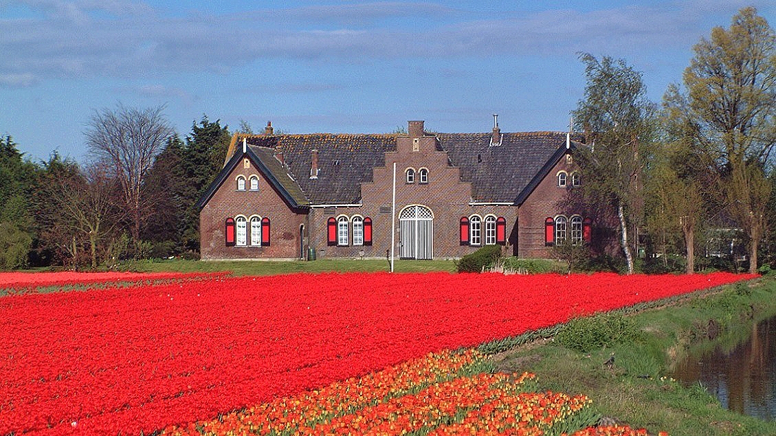 オランダのチューリップ畑