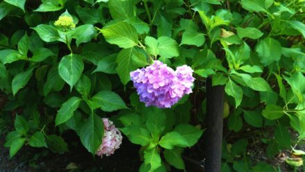 三室戸寺 ハートあじさいを見つけるコツ