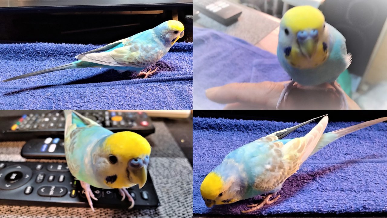 セキセイインコはどうしておしゃべりが上手なのか… かわいい動画もご紹介！